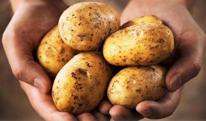 Rusya'da patates altını solladı